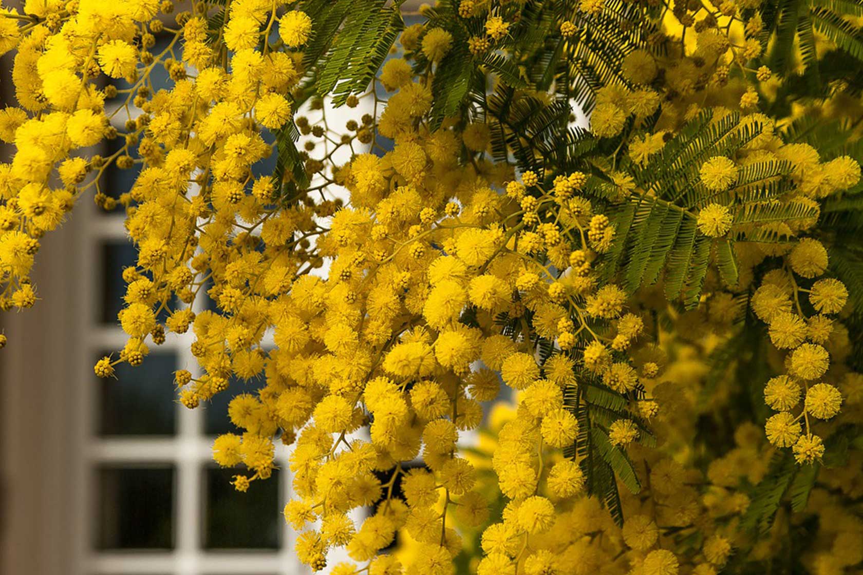 Мимозы в розницу. Акация серебристая Мимоза. Акация серебристая (Acacia dealbata). Цветущая Акация Мимоза. Мимоза Мирандол.